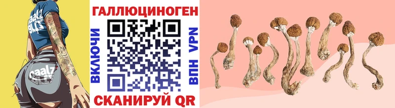 Купить закладки  Закаменск  Галлюциногенные грибы Cubensis 